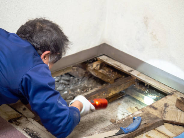 Mold Removal Process in Granger, IA