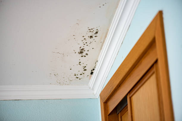 Best Mold Damage Repair  in Granger, IA