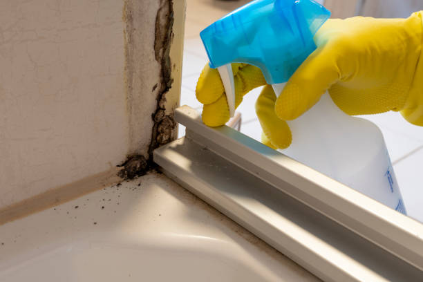 Best Certified Mold Removal  in Granger, IA