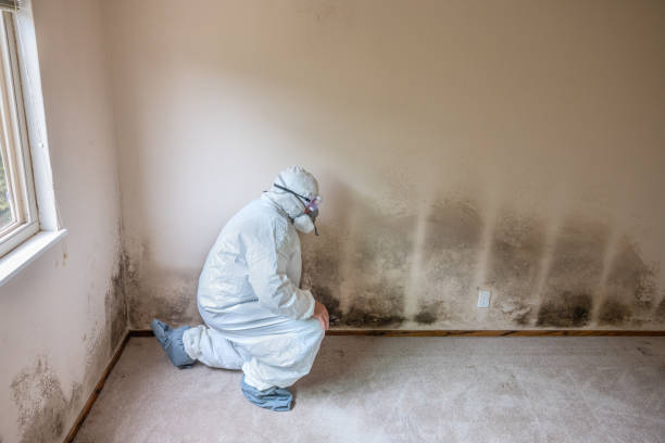 Professional Mold Removal in Granger, IA