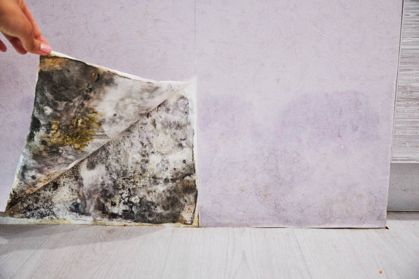 Home Mold Removal in Granger, IA